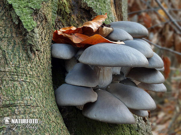 hliva ustricovitá (Pleurotus ostreatus)