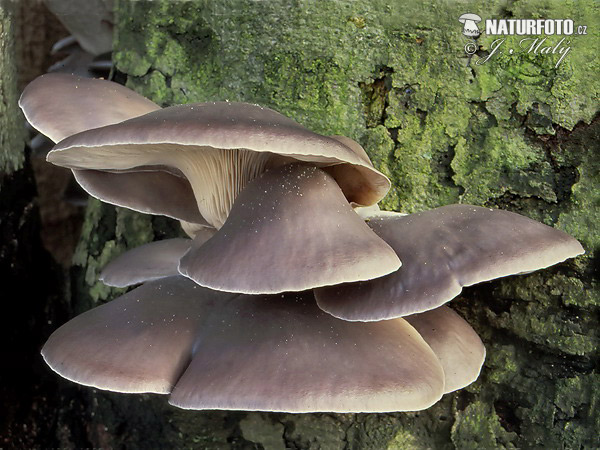 hliva ustricovitá (Pleurotus ostreatus)