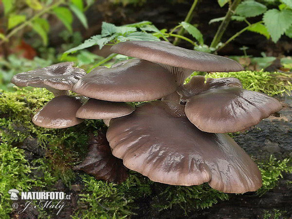 hliva ustricovitá (Pleurotus ostreatus)