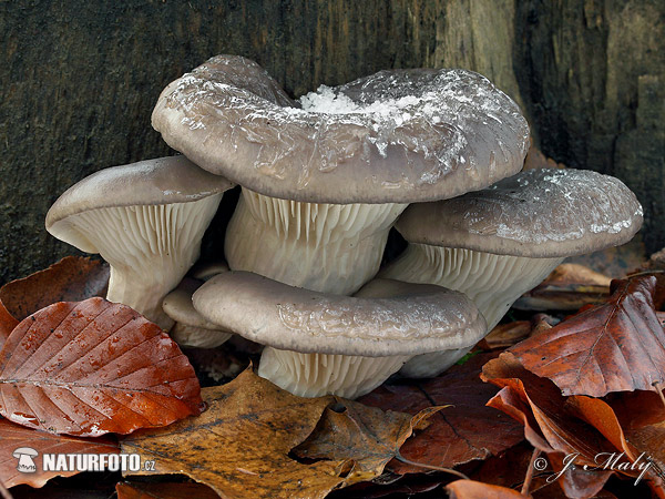 hliva ustricovitá (Pleurotus ostreatus)