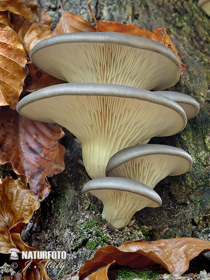 hliva ustricovitá (Pleurotus ostreatus)