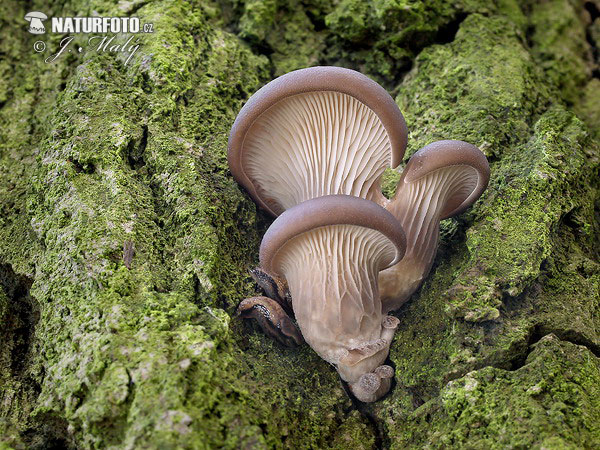 hliva ustricovitá (Pleurotus ostreatus)