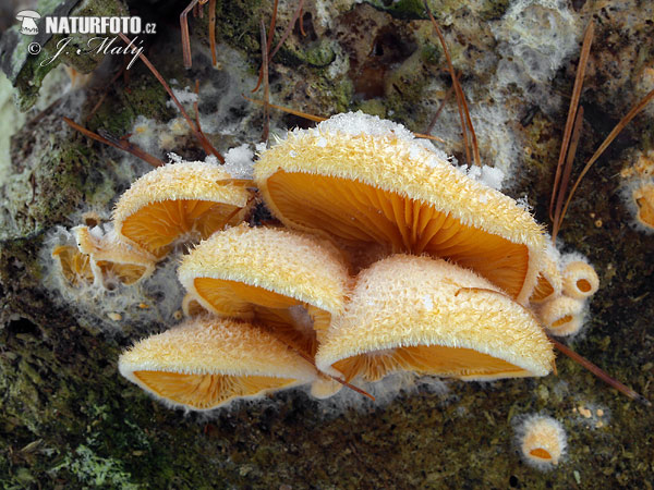 hlivník hniezdovitý (Phyllotopsis nidulans)