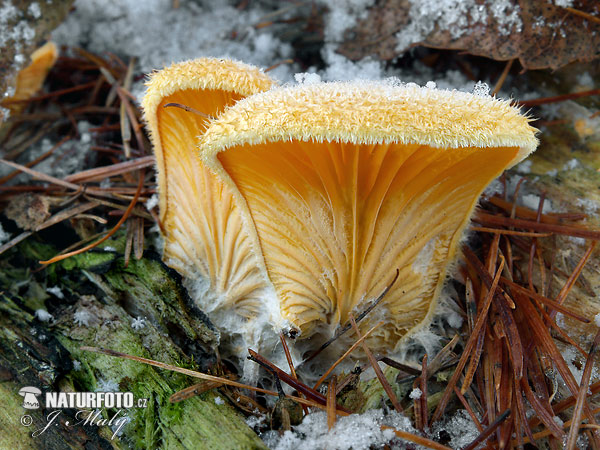 hlivník hniezdovitý (Phyllotopsis nidulans)