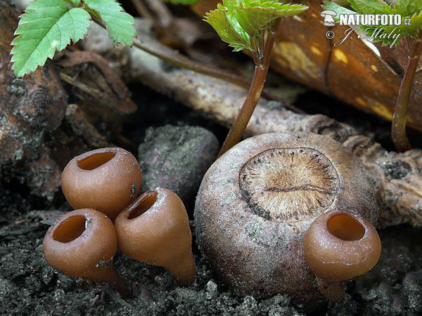 hľuznatka veternicová (Dumontinia tuberosa)