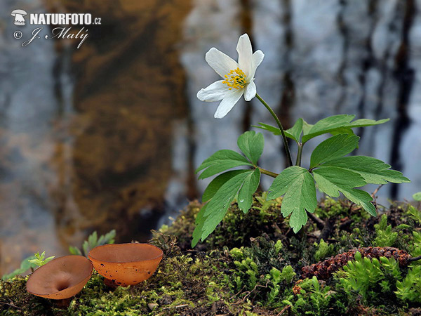 hľuznatka veternicová (Dumontinia tuberosa)