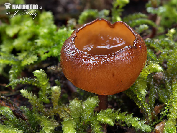 hľuznatka veternicová (Dumontinia tuberosa)