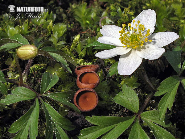 hľuznatka veternicová (Dumontinia tuberosa)