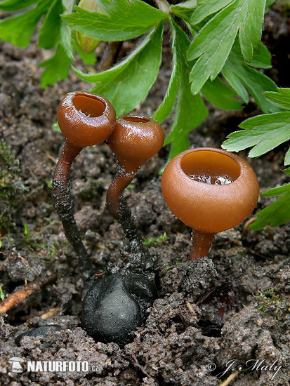 hľuznatka veternicová (Dumontinia tuberosa)