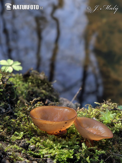 hľuznatka veternicová (Dumontinia tuberosa)