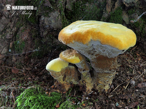 Hnedák Schweinitzov (Phaeolus schweinitzii)