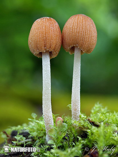 hnojník bližšie neurčený (Coprinellus sp.)