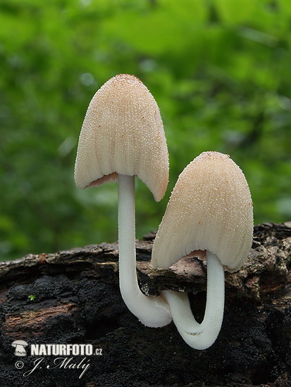 hnojník domový (Coprinellus domesticus)