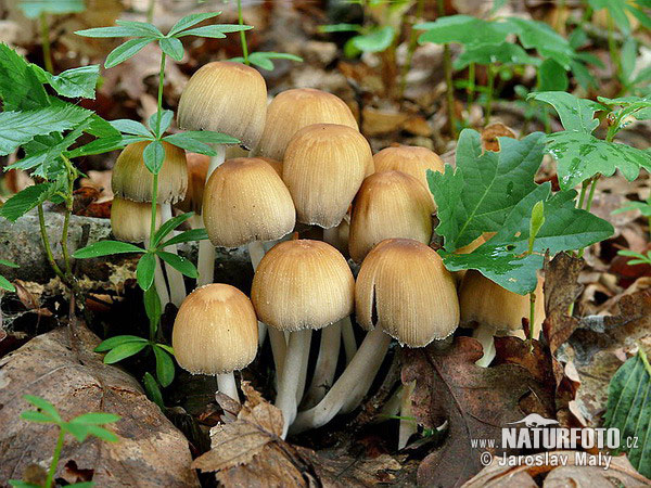 hnojník ligotavý (Coprinellus micaceus)