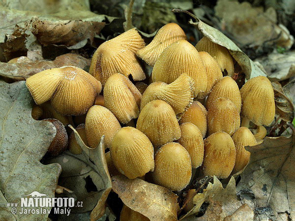 hnojník ligotavý (Coprinellus micaceus)