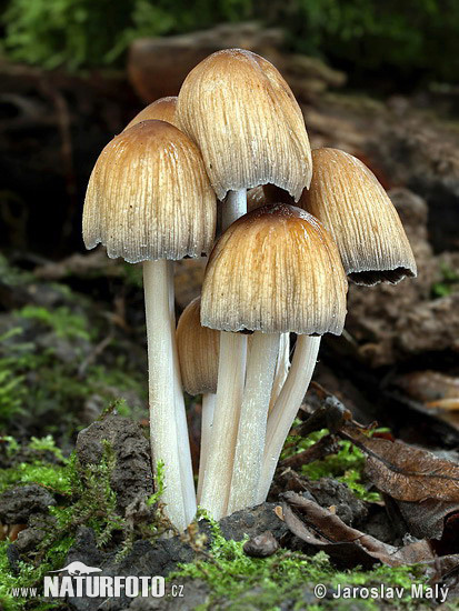 hnojník ligotavý (Coprinellus micaceus)