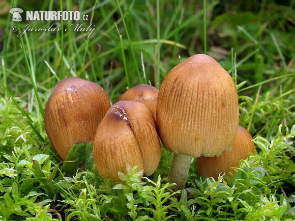 hnojník ligotavý (Coprinellus micaceus)