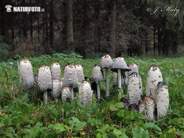 hnojník obyčajný (Coprinus comatus)