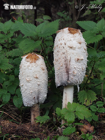 hnojník obyčajný (Coprinus comatus)