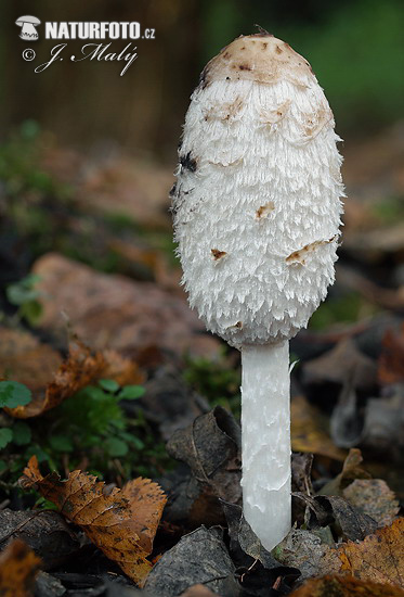 hnojník obyčajný (Coprinus comatus)