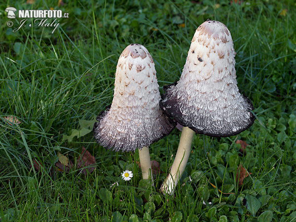 hnojník obyčajný (Coprinus comatus)