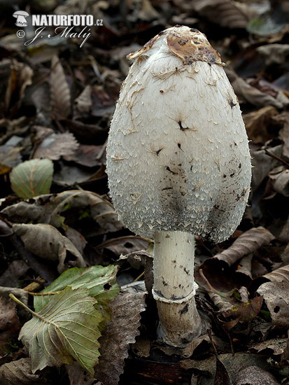 hnojník obyčajný (Coprinus comatus)