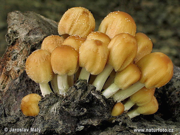 hnojník pocukrený (Coprinus saccharinus)