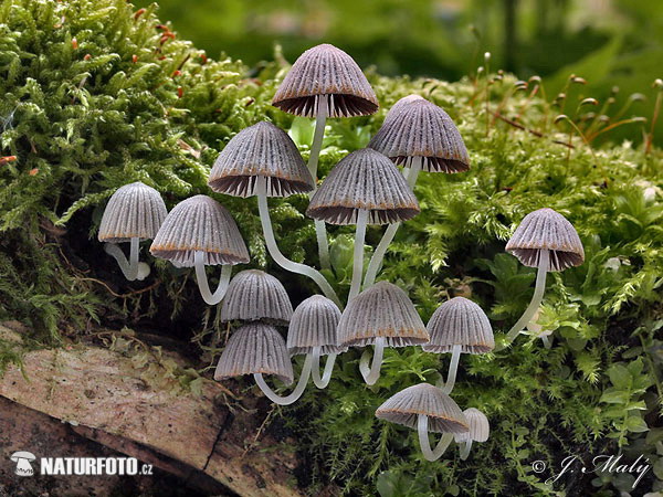 hnojník rozosiaty (Coprinellus disseminatus)