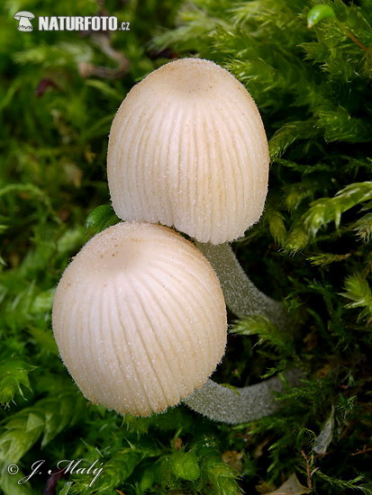 hnojník rozosiaty (Coprinellus disseminatus)