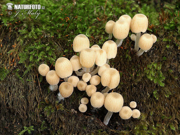 hnojník rozosiaty (Coprinellus disseminatus)