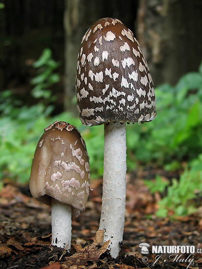 hnojník strakatý (Coprinopsis picacea)