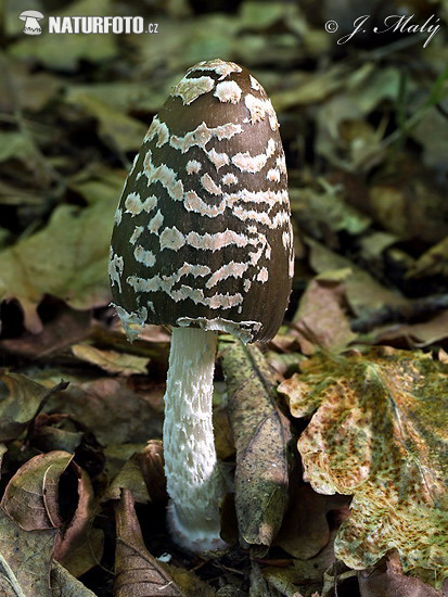 hnojník strakatý (Coprinopsis picacea)