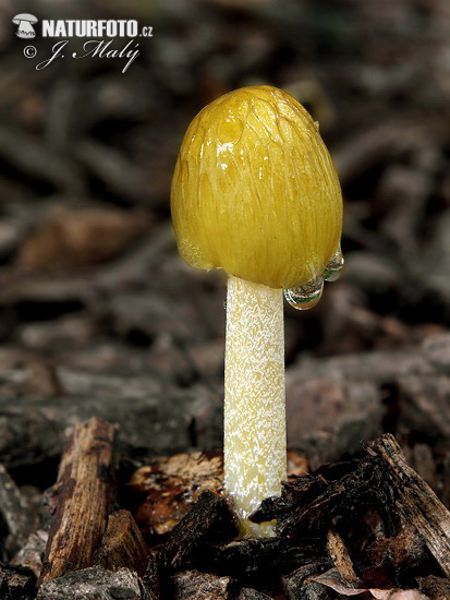 hnojovec - Bolbitius titubans var. olivaceus (Bolbitius variicolor)