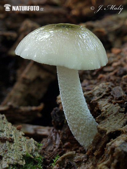hnojovec štítovkovitý (Bolbitius reticulatus var. pluteoides)