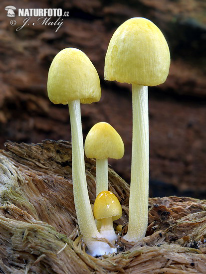 hnojovec žltý (Bolbitius titubans)