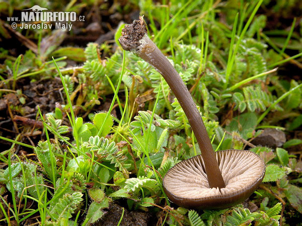 hodvábnica hodvábna (Entoloma sericeum)