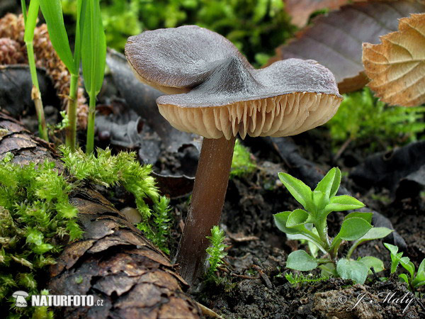 hodvábnica včasná (Entoloma vernum)