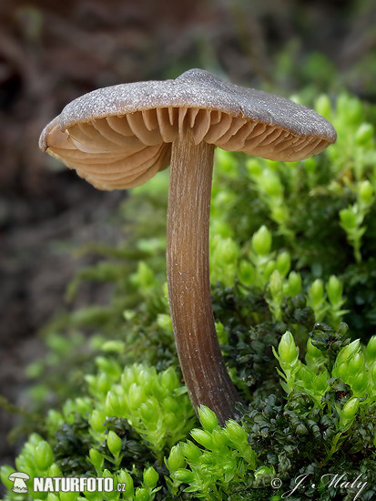 hodvábnica včasná (Entoloma vernum)