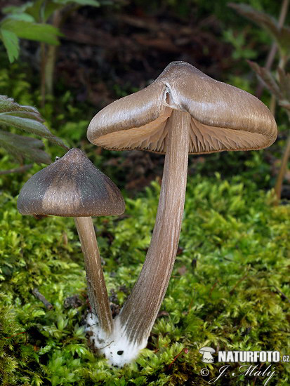 hodvábnica včasná (Entoloma vernum)