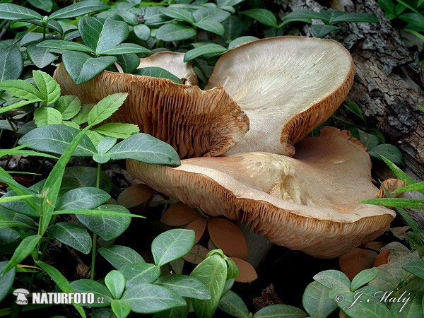 hodvábnica veľká (Entoloma sinuatum)