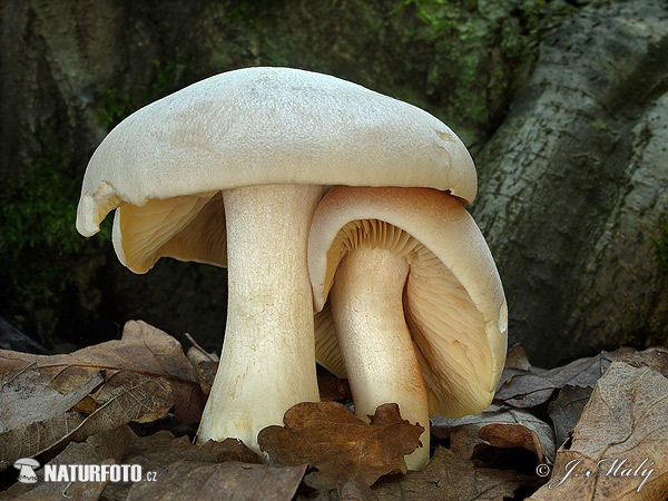 hodvábnica veľká (Entoloma sinuatum)