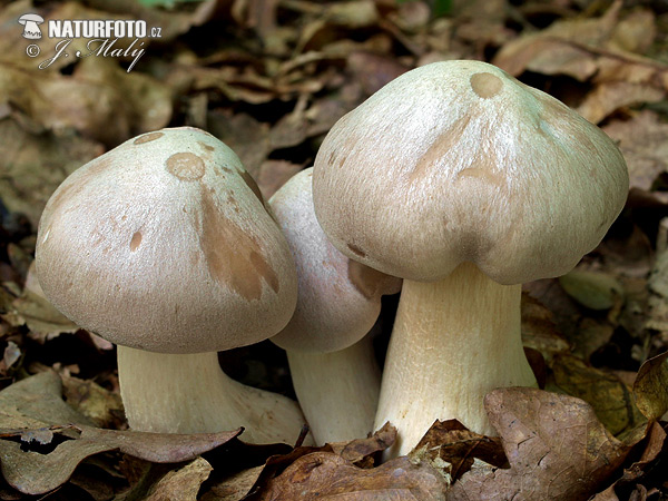 hodvábnica veľká (Entoloma sinuatum)