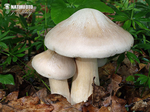 hodvábnica veľká (Entoloma sinuatum)