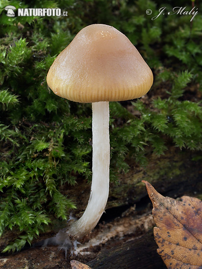 holohlavec český (Psilocybe bohemica)