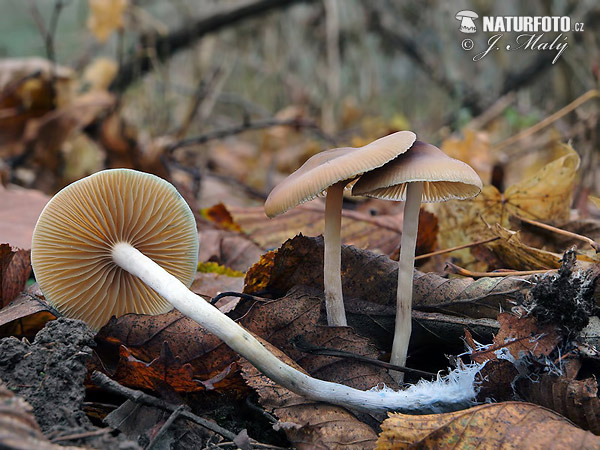 holohlavec český (Psilocybe bohemica)