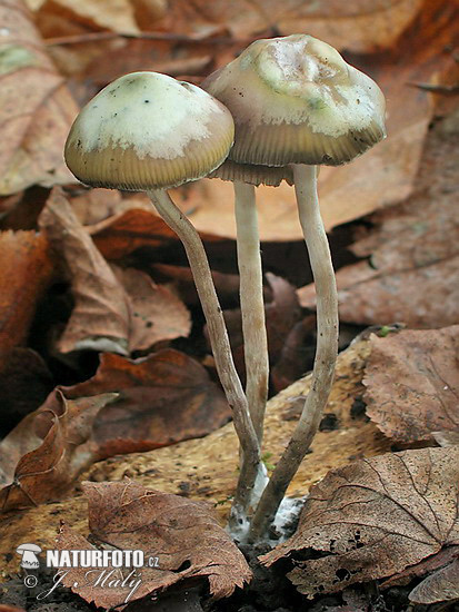 holohlavec český (Psilocybe bohemica)