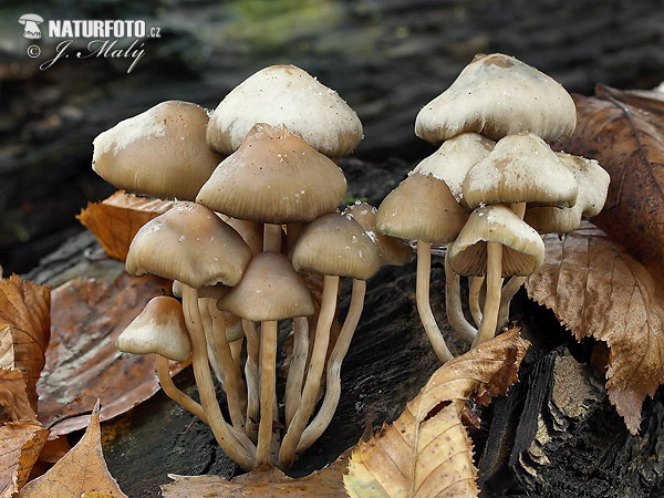 holohlavec český (Psilocybe bohemica)