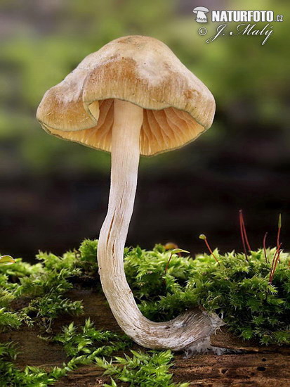 holohlavec český (Psilocybe bohemica)