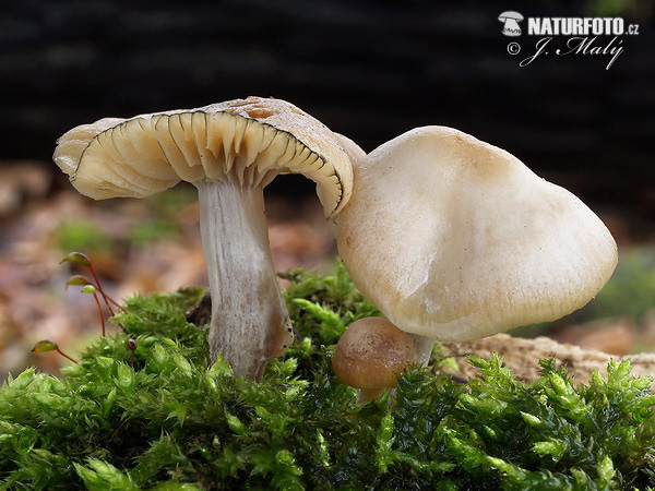 holohlavec český (Psilocybe bohemica)