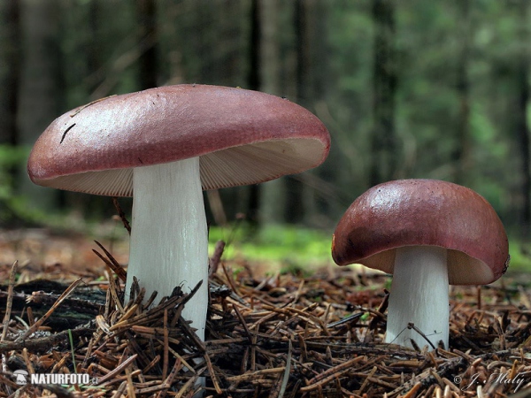 holubinka tečkovaná (Russula vinosa)